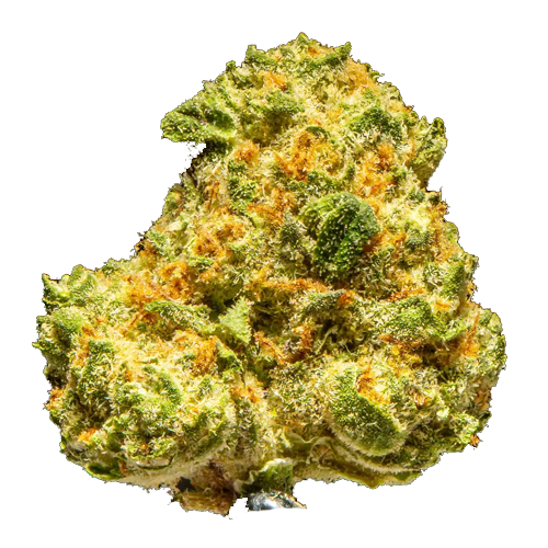 Gascotti